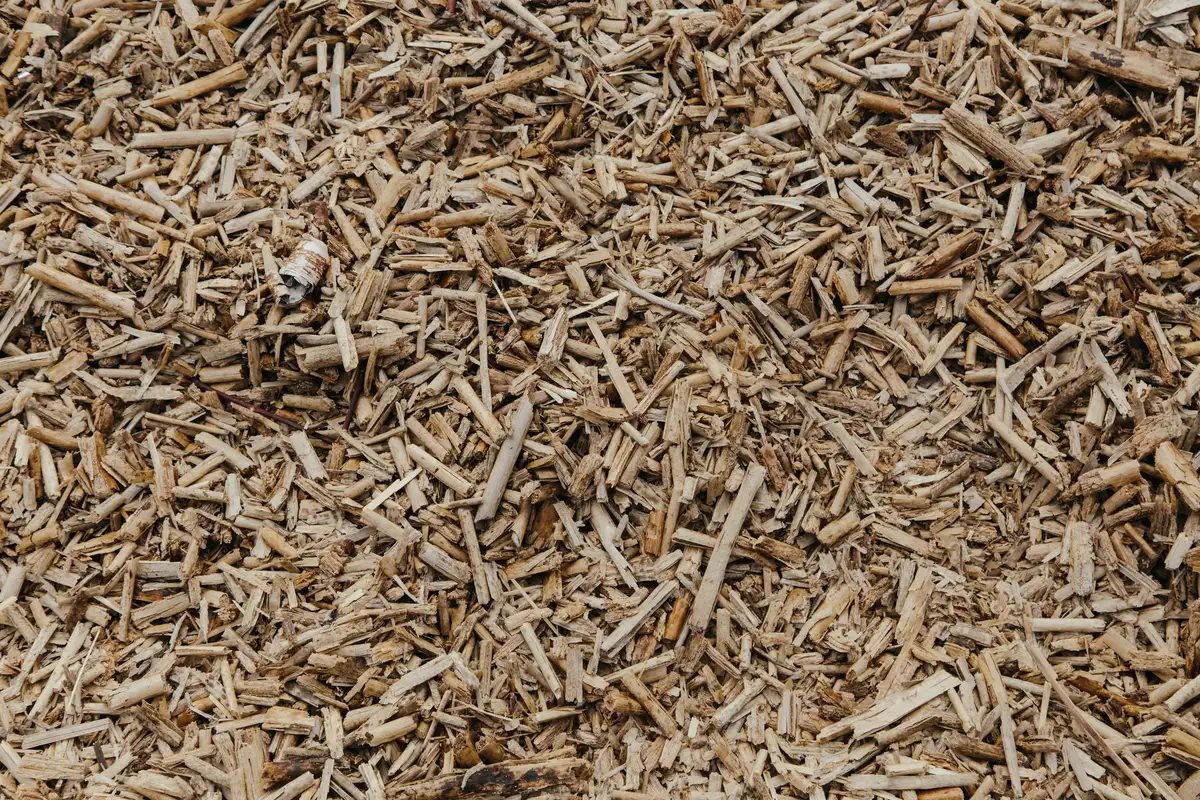 A dense layer of shredded pale wood chip, the form timber takes after it has been broken down for processing.